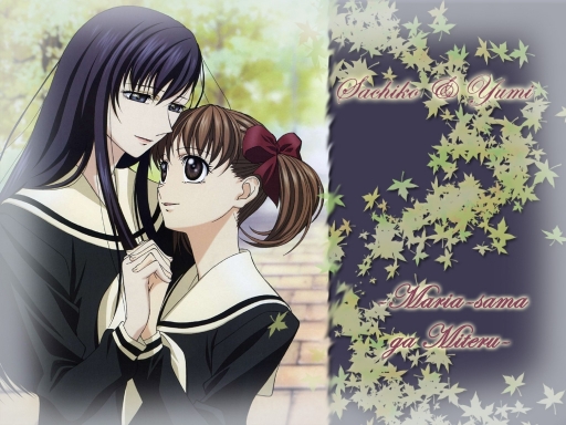 Rosa Chinensis- Sachiko &