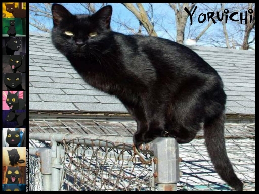 Yoruichi