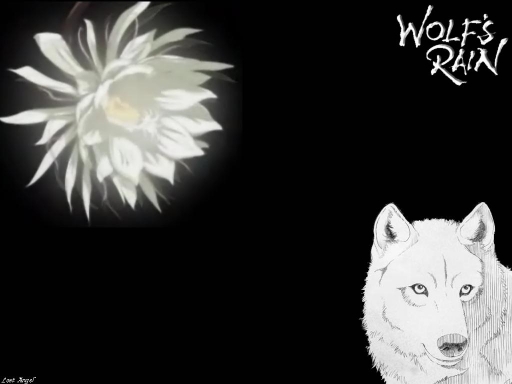 Wolf's Rain